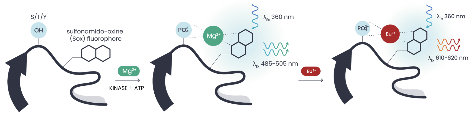 PhosphoSens Kinetic To Red_v2